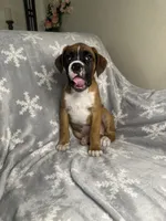 Boxer Boy 1, a male Boxer for sale in Sacramento, CA – 2 of 6