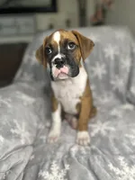 Boxer boy 5, a male Boxer for sale in Sacramento, CA – 2 of 5