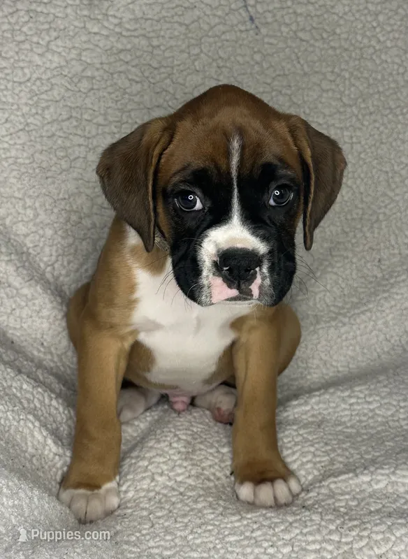 Boxer Boy 1 – Boxer puppy for sale in Sacramento, CA