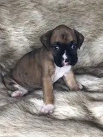 Boxer Girl 1, a female Boxer for sale in Sacramento, CA – Photo 2 of 3