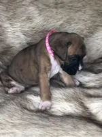 Boxer Girl 1, a female Boxer for sale in Sacramento, CA – Photo 3 of 3