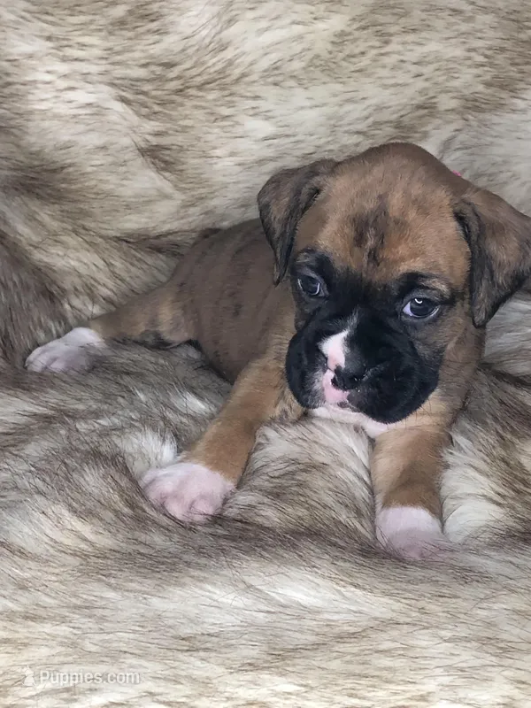 Boxer Girl 1 – Boxer puppy for sale in Sacramento, CA