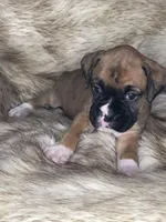 Boxer Girl 1, a female Boxer for sale in Sacramento, CA – Photo 1 of 3