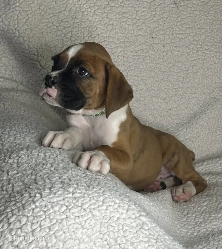 Boxer Boy 5 – Boxer puppy for sale in Sacramento, CA