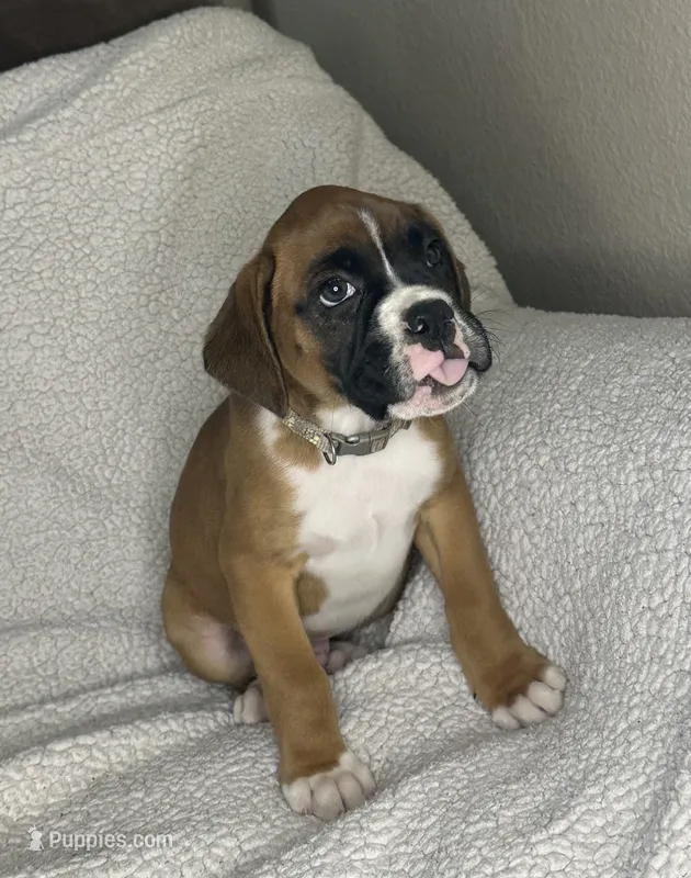 Boxer Boy 1 – Boxer puppy for sale in Sacramento, CA