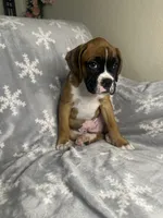 Boxer Boy 1, a male Boxer for sale in Sacramento, CA – 4 of 6