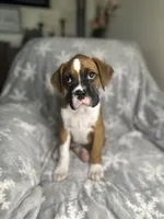 Boxer boy 5, a male Boxer for sale in Sacramento, CA – 1 of 5