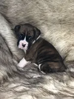 Boxer Boy 2, a male Boxer for sale in Sacramento, CA – Photo 4 of 4