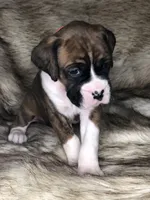 Boxer Boy 2, a male Boxer for sale in Sacramento, CA – Photo 3 of 4