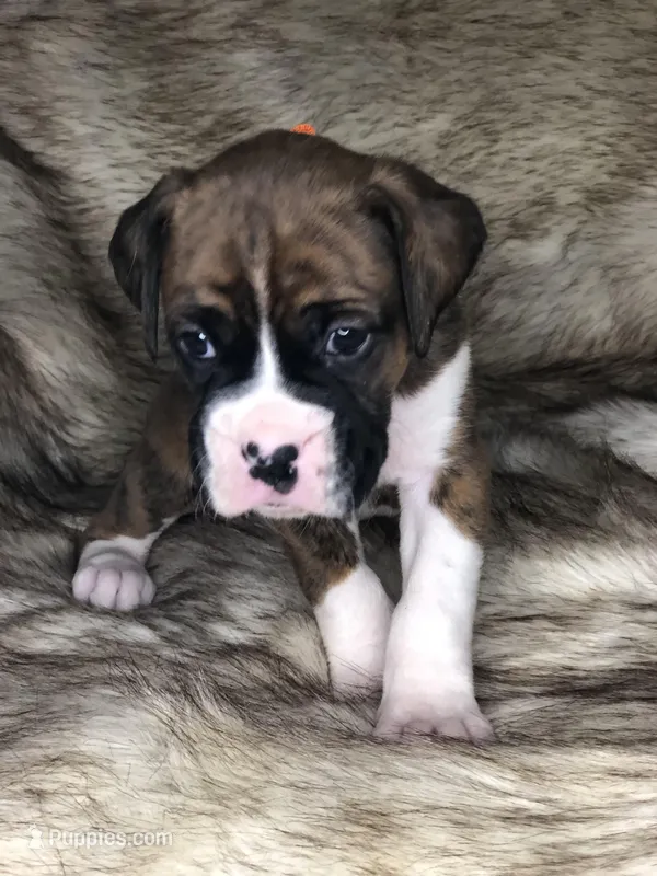 Boxer Boy 2 – Boxer puppy for sale in Sacramento, CA