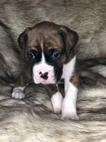 Boxer Boy 2, a male Boxer for sale in Sacramento, CA – Photo 2 of 4