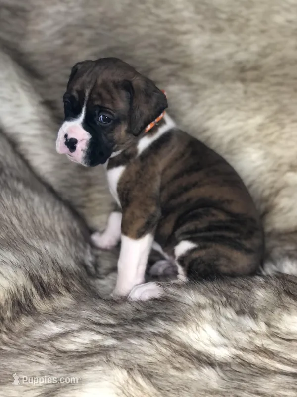 Boxer Boy 2 – Boxer puppy for sale in Sacramento, CA