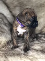 Boxer Boy 4, a male Boxer for sale in Sacramento, CA – Photo 2 of 3