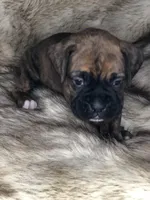 Boxer Boy 4, a male Boxer for sale in Sacramento, CA – Photo 3 of 3