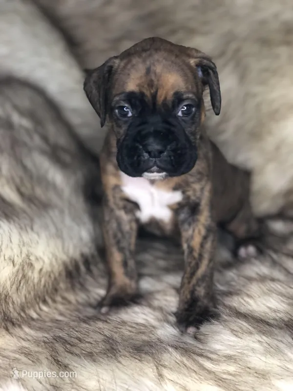Boxer Boy 4 – Boxer puppy for sale in Sacramento, CA