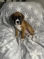 Boxer Boy 1, a male Boxer for sale in Sacramento, CA – 6 of 6