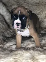 Boxer Boy 1, a male Boxer for sale in Sacramento, CA – Photo 4 of 4