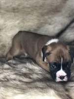 Boxer Boy 1, a male Boxer for sale in Sacramento, CA – Photo 2 of 4