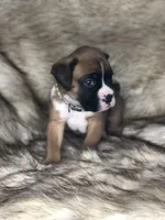 Boxer Boy 1, a male Boxer for sale in Sacramento, CA – Photo 3 of 4