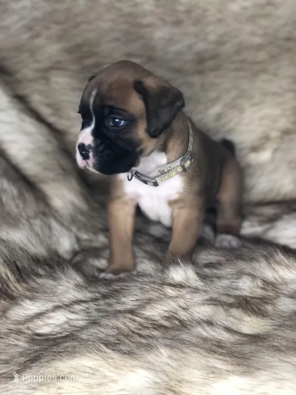 Boxer Boy 1 – Boxer puppy for sale in Sacramento, CA