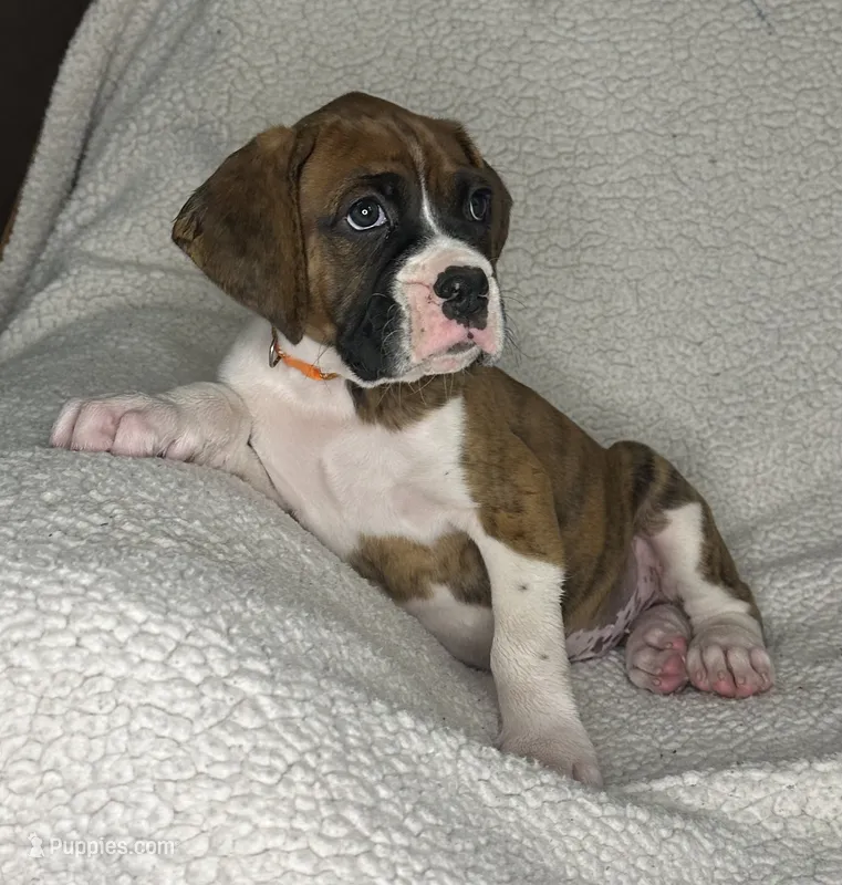Boxer Boy 2 – Boxer puppy for sale in Sacramento, CA