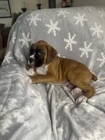 Boxer Boy 1, a male Boxer for sale in Sacramento, CA – 3 of 6