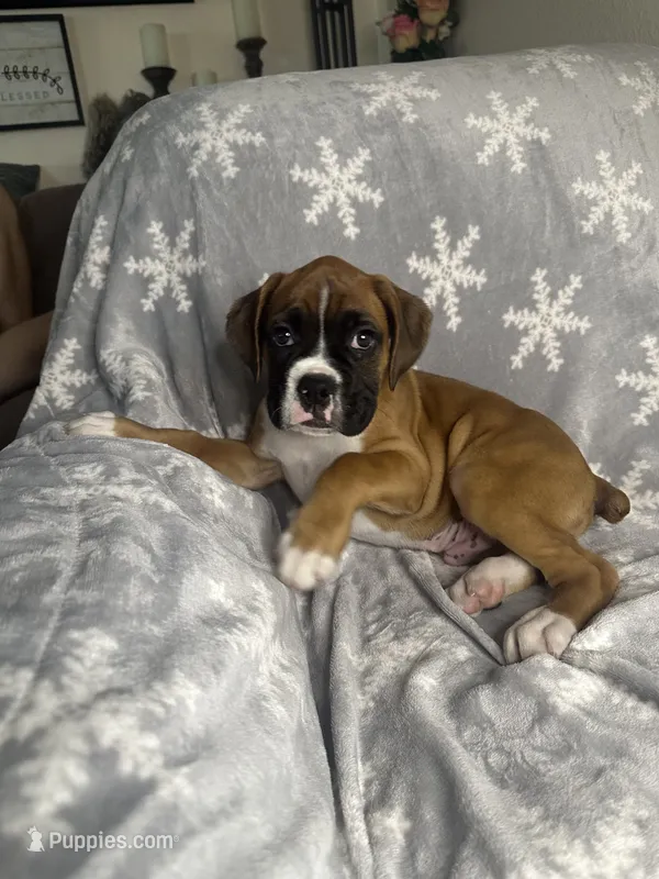 Boxer Boy 1 – Boxer puppy for sale in Sacramento, CA