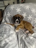 Boxer Boy 1, a male Boxer for sale in Sacramento, CA – 1 of 6