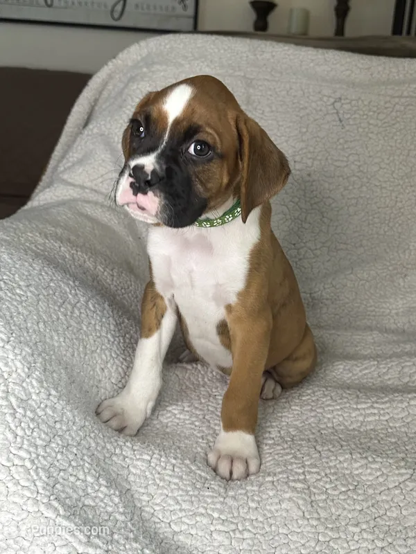Boxer Boy 5 – Boxer puppy for sale in Sacramento, CA