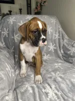 Boxer boy 5, a male Boxer for sale in Sacramento, CA – 5 of 5