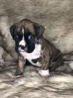 Boxer Boy 3, a male Boxer for sale in Sacramento, CA – Photo 1 of 3