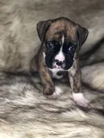 Boxer Boy 3, a male Boxer for sale in Sacramento, CA – Photo 2 of 3