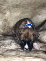 Boxer Boy 3, a male Boxer for sale in Sacramento, CA – Photo 3 of 3