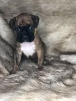 Boxer Girl 2, a female Boxer for sale in Sacramento, CA – Photo 2 of 3