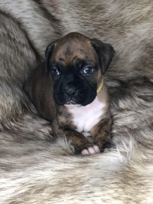 Boxer Girl 2 – Boxer puppy for sale in Sacramento, CA
