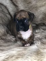 Boxer Girl 2, a female Boxer for sale in Sacramento, CA – Photo 1 of 3