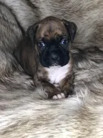 Boxer Girl 2, a female Boxer for sale in Sacramento, CA – Photo 3 of 3