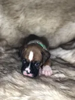 Boxer Boy 5, a male Boxer for sale in Sacramento, CA – Photo 2 of 3