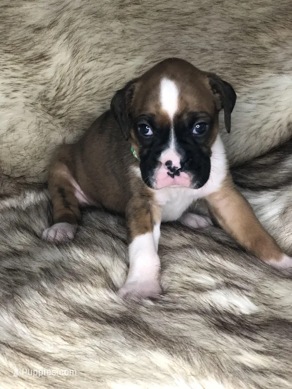 Boxer Boy 5 – Boxer puppy for sale in Sacramento, CA