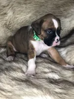 Boxer Boy 5, a male Boxer for sale in Sacramento, CA – Photo 3 of 3