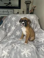 Boxer Boy 1, a male Boxer for sale in Sacramento, CA – 5 of 6