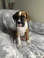 Boxer boy 5, a male Boxer for sale in Sacramento, CA – 3 of 5