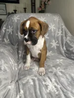Boxer boy 5, a male Boxer for sale in Sacramento, CA – 4 of 5