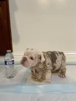 Frosty, a male English Bulldog for sale in Santa Rosa, CA – 3 of 9