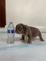 Mini, a female English Bulldog for sale in Santa Rosa, CA – 9 of 10