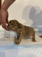 Mini, a female English Bulldog for sale in Santa Rosa, CA – 10 of 10