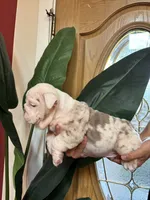 Frosty, a male English Bulldog for sale in Santa Rosa, CA – 4 of 9