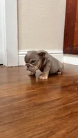 Mini, a female English Bulldog for sale in Santa Rosa, CA – 5 of 10
