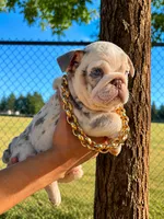 Frosty, a male English Bulldog for sale in Santa Rosa, CA – 2 of 9