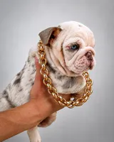 Frosty, a male English Bulldog for sale in Santa Rosa, CA – 8 of 9